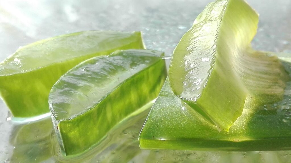 🌿 Aloe Vera : L’incontournable allié beauté et bien-être au naturel